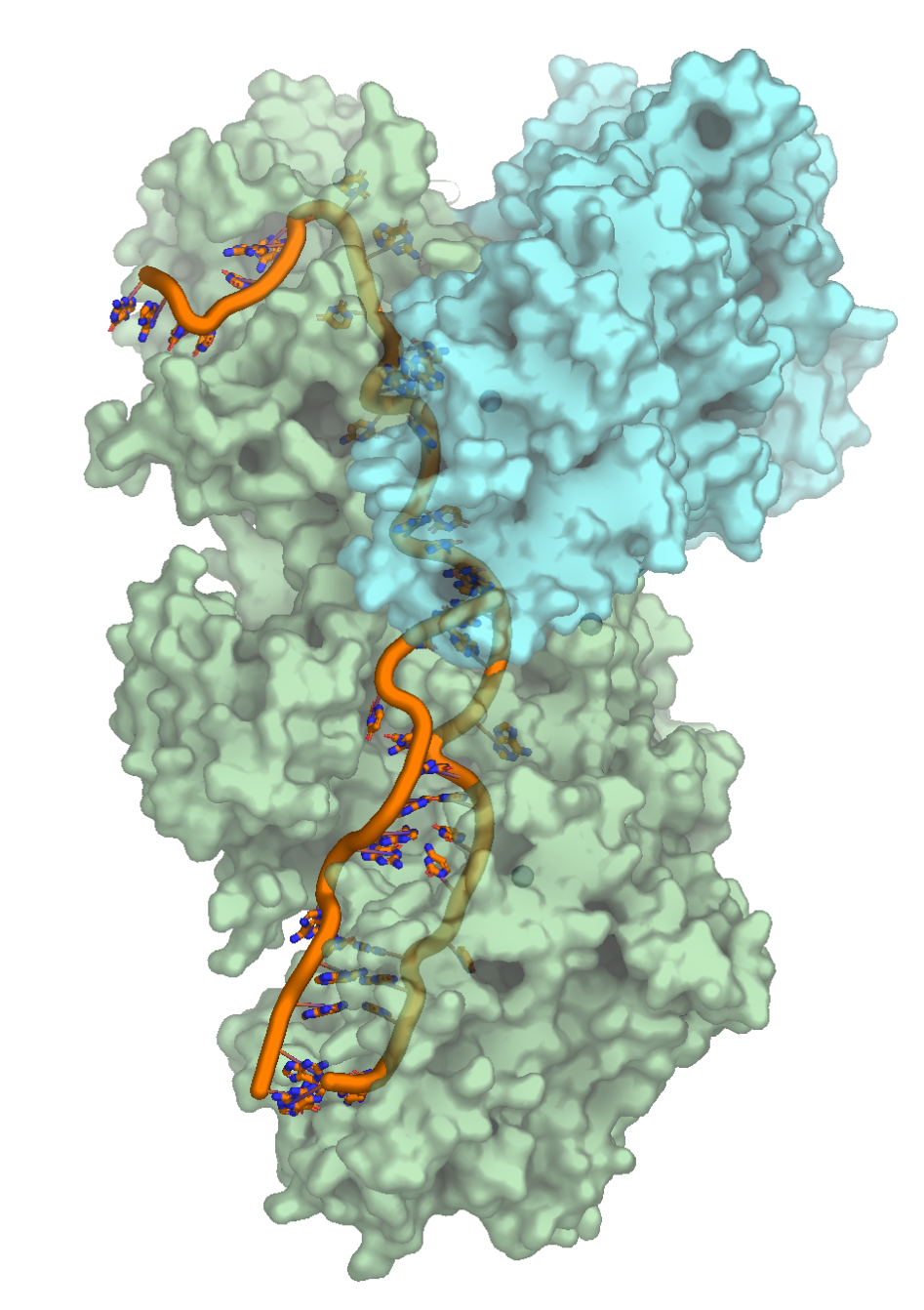 3D rendering of GRIP's CRISPR protease enzyme